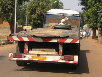 02 Mouton Sur Camion